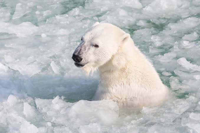 Ranua Arctic Wildlife Experience